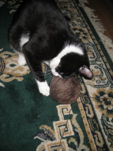 Ooh, catnip. My favorite. I must absorb it through my forehead. 
