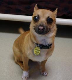 Good-time Charlie, a dog who was just adopted at Paws and Claws.