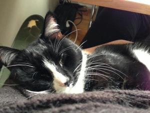 Orion, a shy, cuddle-monkey we adopted from Paws and Claws three years ago.