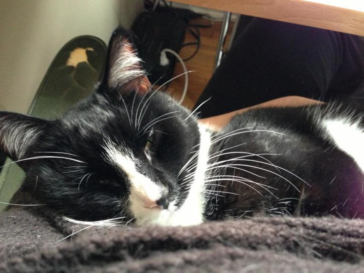 Orion, a shy, cuddle-monkey we adopted from Paws and Claws three years ago.