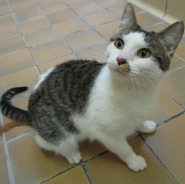 Woopi, a cat currently available for adoption at Paws and Claws (as of 4/3/14)