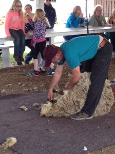 Sheep Sheering 4
