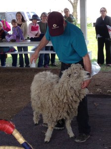 Sheepshearing1