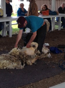 SheepSheering5